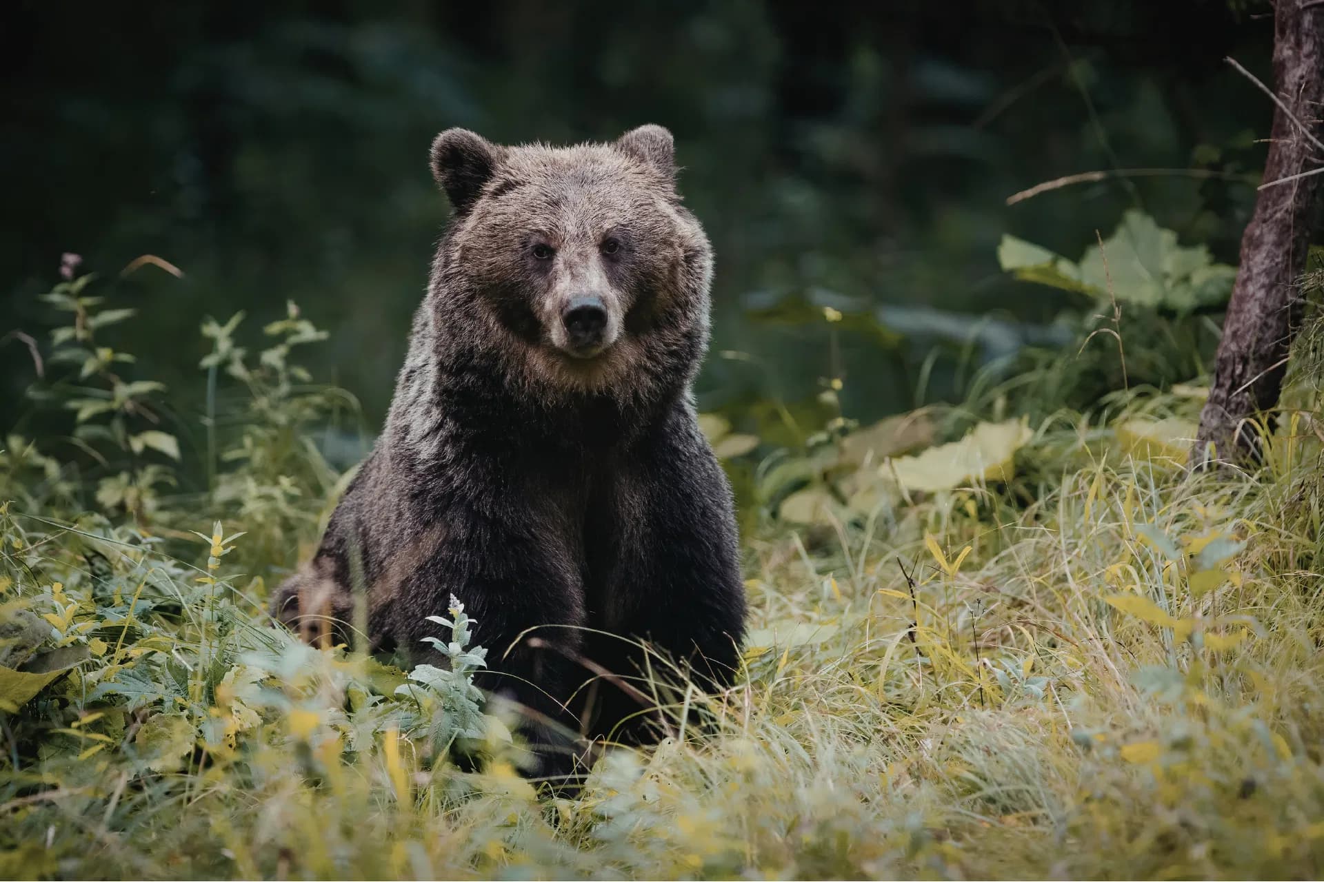 Grizzly Bear Walk & Sunset Wildlife Tour, Banff Sunset — photo 1