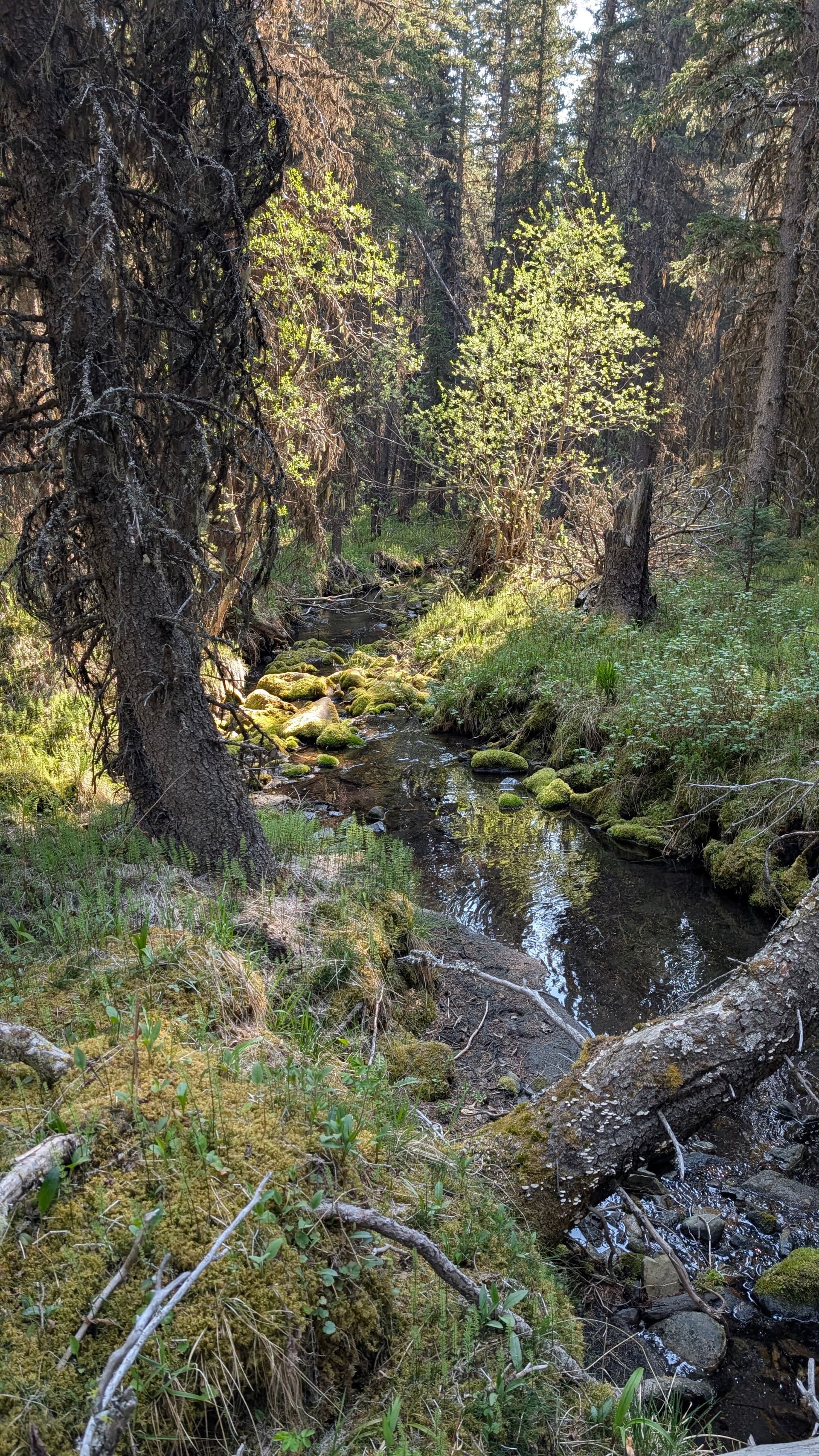 Low Impact Day Hike, Hiking In Kananaskis — photo 1
